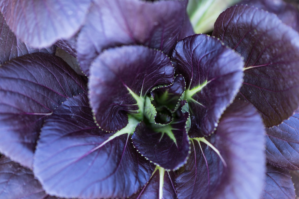 Fresh Red Komatsuna leaves growing alongside mustard seeds in a vibrant garden setting