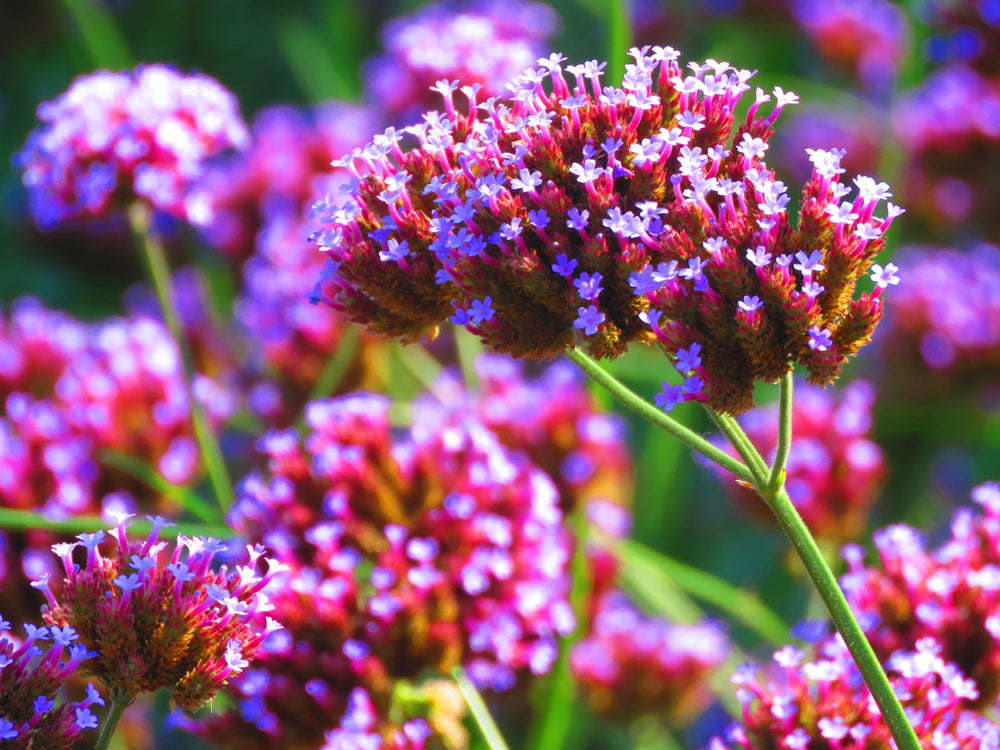 Flower Seeds - Wildflower - Western Pollinator Mix