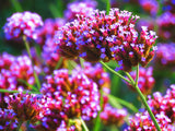 Flower Seeds - Wildflower - Western Pollinator Mix