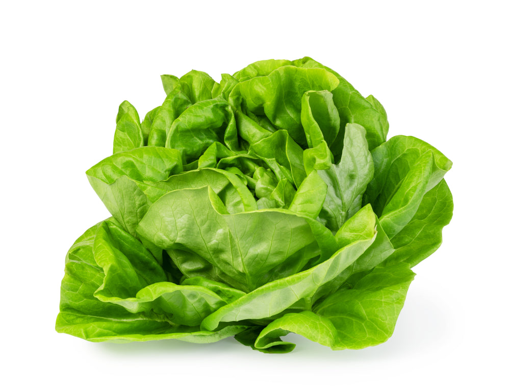 Lettuce Seeds - All Year Round Butterhead