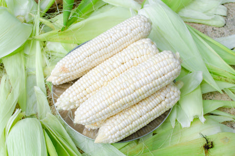 Sweet Silver King corn seeds ready for planting in your garden, perfect for a bountiful sweet corn harvest