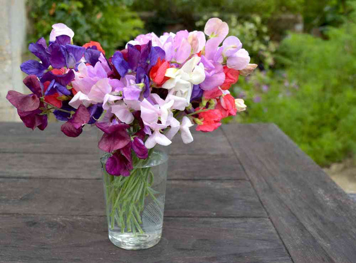 Heirloom Mix Sweet Pea Seeds