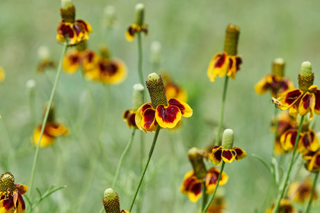 Mexican Hat Seeds blooming into vibrant blooms, perfect for colorful and lively gardens