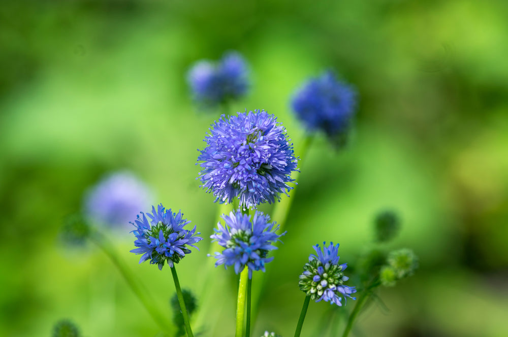 Flower Seeds - Wildflower - Western Pollinator Mix