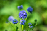 Flower Seeds - Wildflower - Western Pollinator Mix