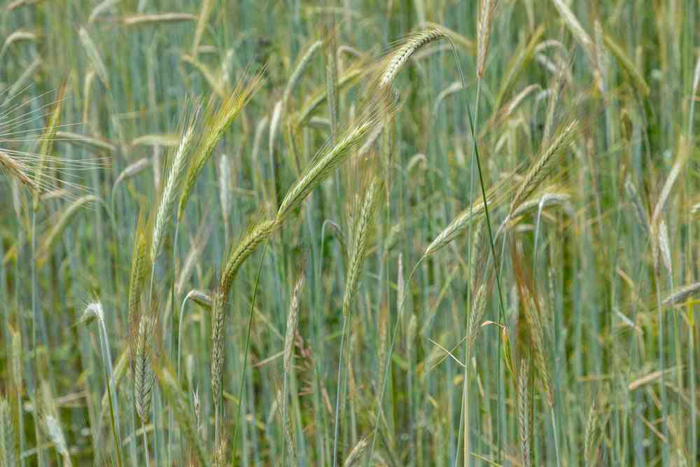 Winter Rye grain seeds in a garden