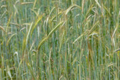 Winter Rye grain seeds in a garden