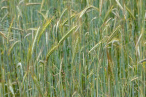 Winter Rye grain seeds in a garden