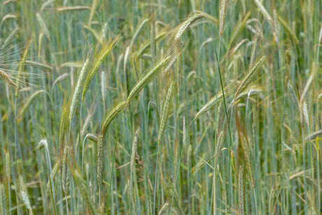 Winter Rye grain seeds in a garden