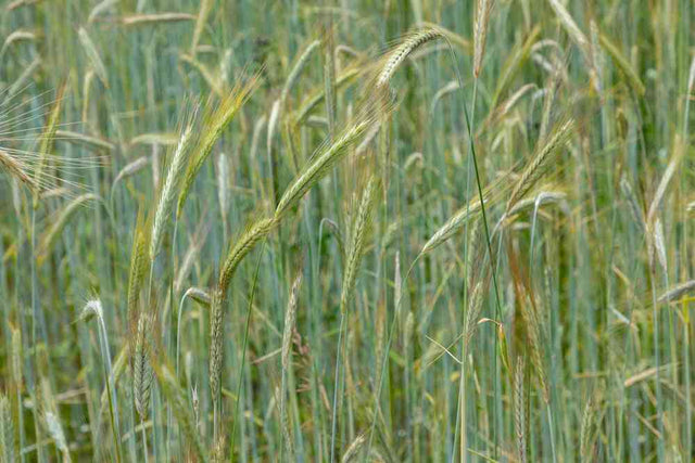 Winter Rye grain seeds in a garden