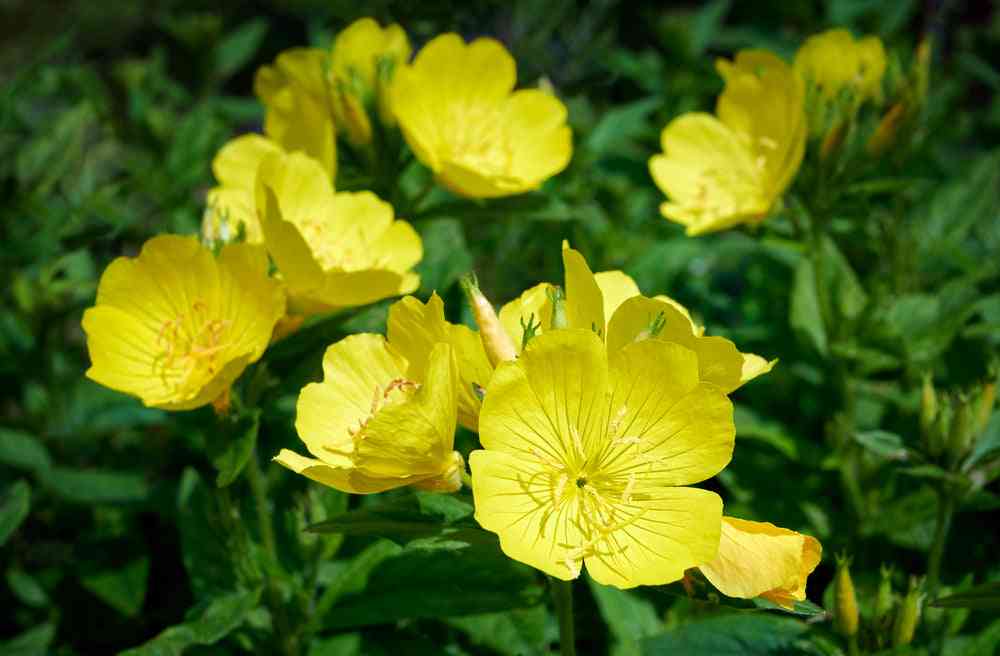 Flower Seeds - Wildflower - Eastern Pollinator Mix