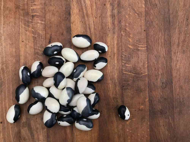 Calypso / Ying-Yang Bean Seeds