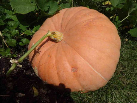 Pumpkin Seeds - Big Max Pumpkin