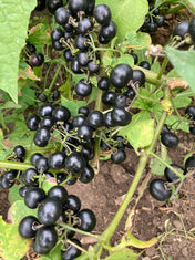 Garden Huckleberry Seeds