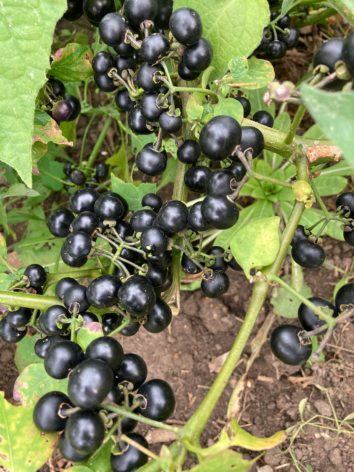 Garden Huckleberry Garden huckleberry Seeds