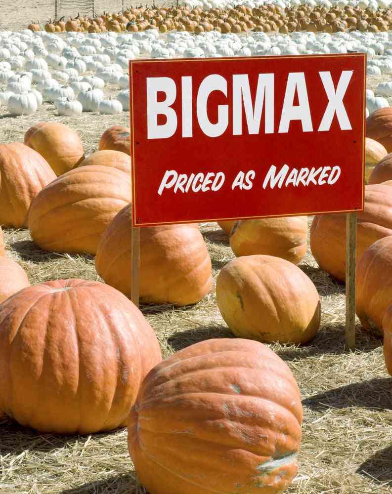 Pumpkin Seeds - Big Max Pumpkin