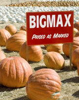 Pumpkin Seeds - Big Max Pumpkin