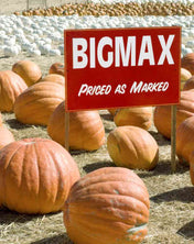 Pumpkin Seeds - Big Max Pumpkin