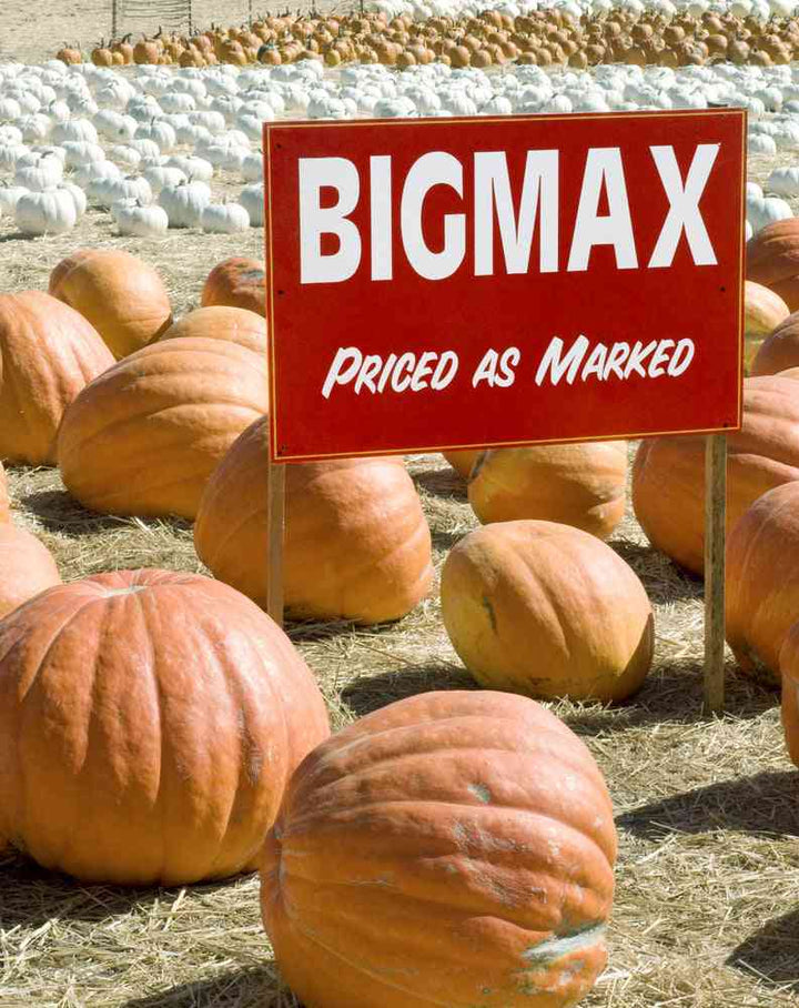 Big Max Pumpkin Seeds