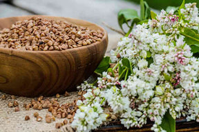 Buckwheat Seeds - Japanese Buckwheat in wooden bowl