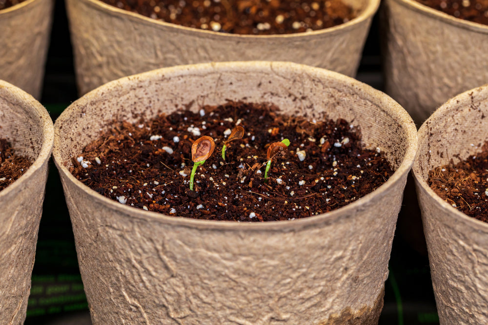 Milkweed seedlings emerging from moist seed-starting mix in biodegradable pots
