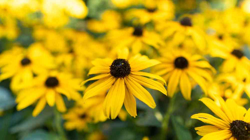 Flower Seeds - Wildflower - Eastern Pollinator Mix