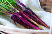 Black Nebula carrot seeds close-up image showcasing vibrant orange vegetable growth for gardening enthusiasts