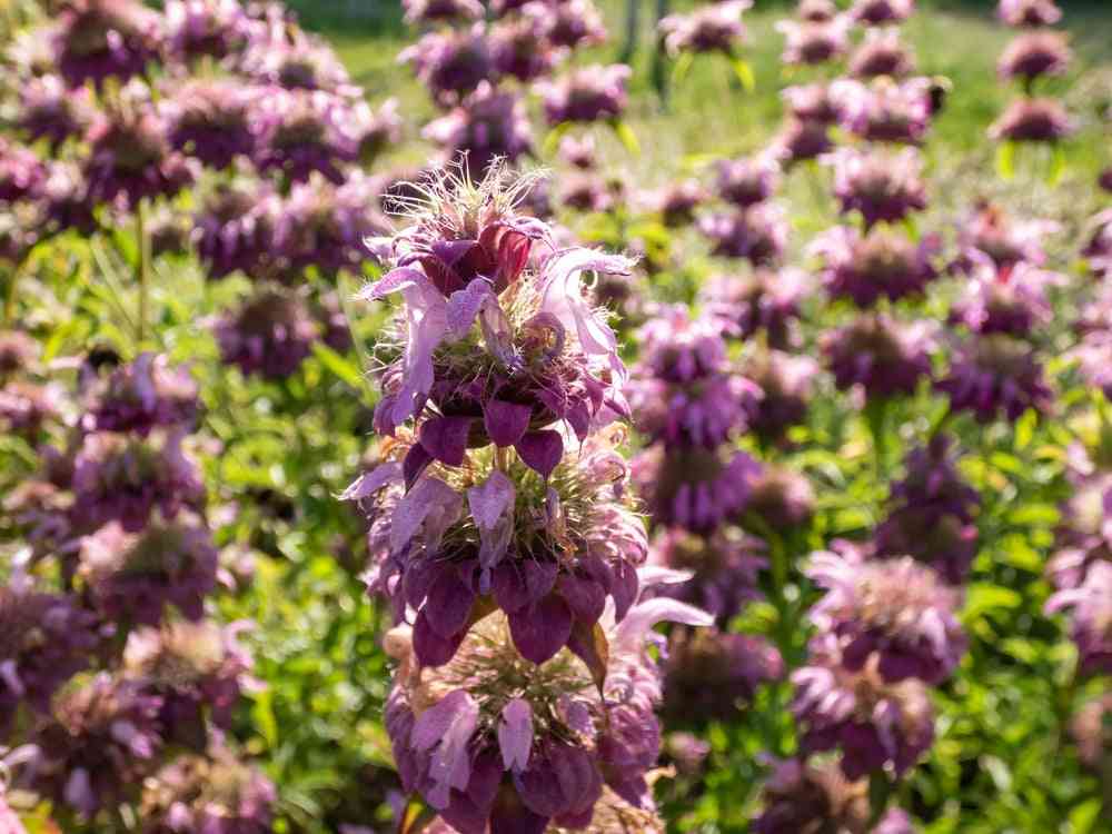 Flower Seeds - Wildflower - Eastern Pollinator Mix