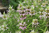 Flower Seeds - Wildflower - Eastern Pollinator Mix