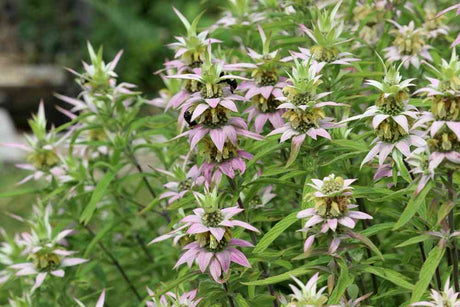 Flower Seeds - Wildflower - Eastern Pollinator Mix