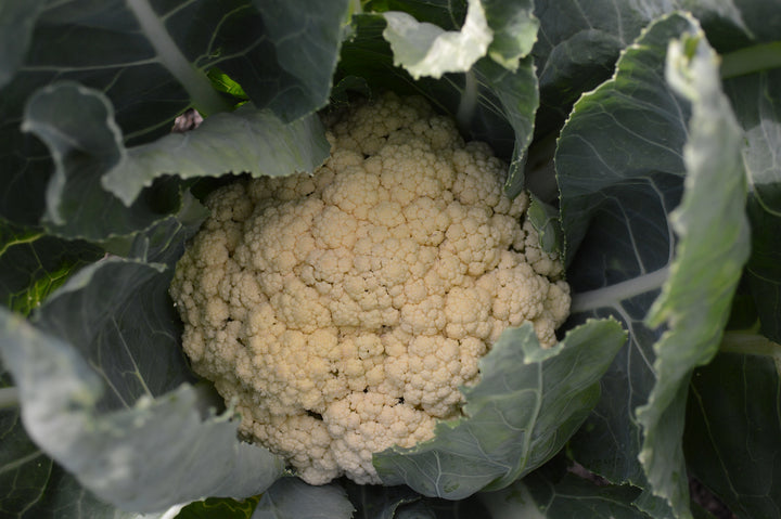 All Year Round Cauliflower Seeds