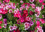 Flower Seeds - Wildflower - Western Pollinator Mix