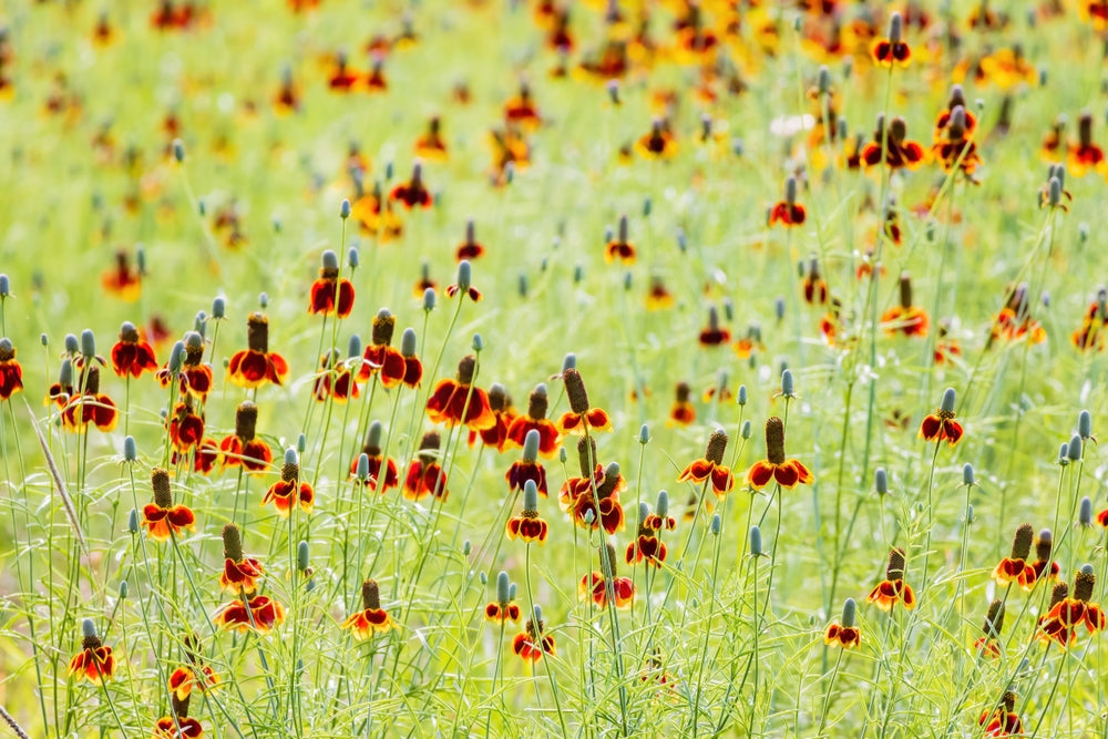 Flower Seeds - Wildflower - Western Pollinator Mix