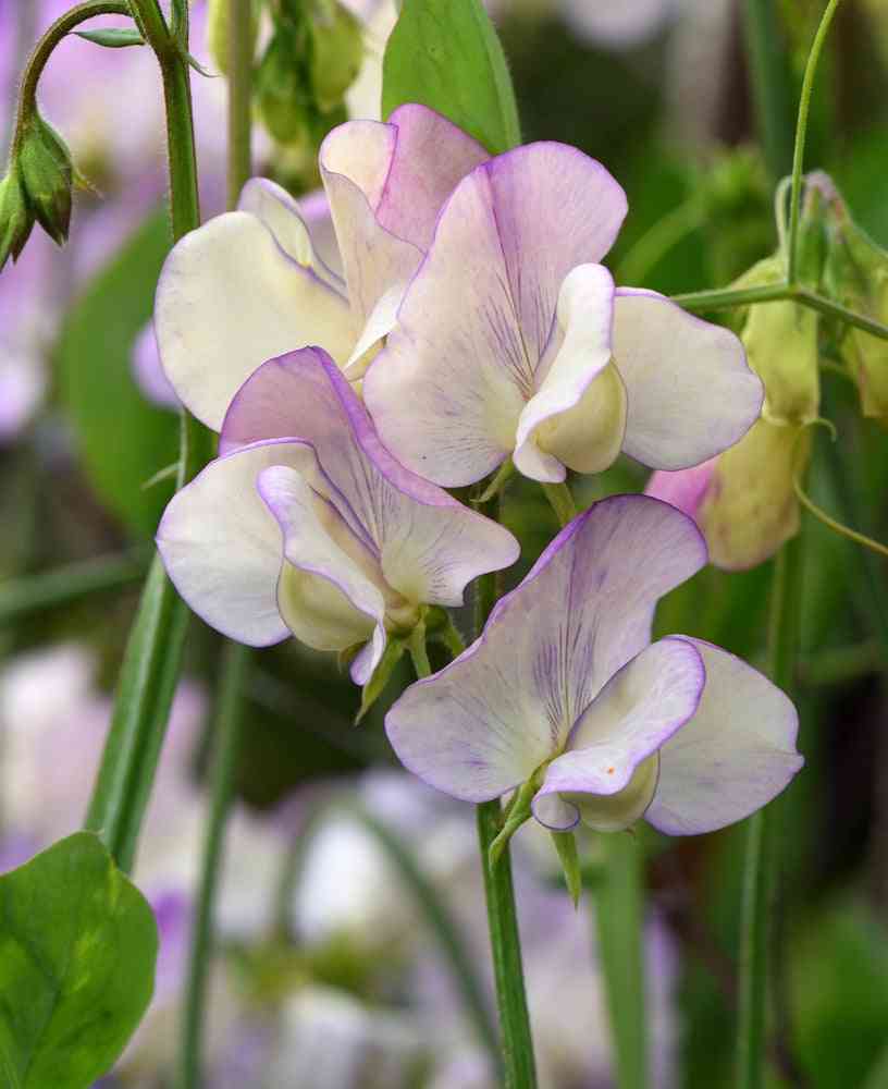 Sweet Peas Seeds - High Scent