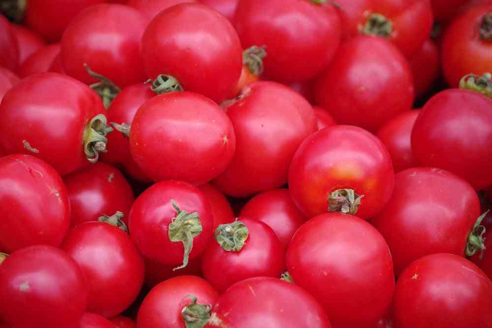 Tomato Seeds - Determinate - Bush Early Girl Hybrid