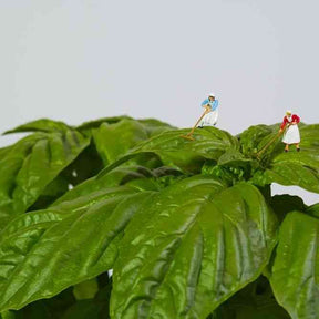 Mammoth Basil plant with giant herbs leaves and basil seeds for culinary uses and health benefits