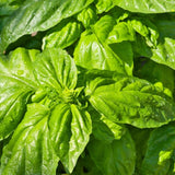 Basil Seeds - Mammoth