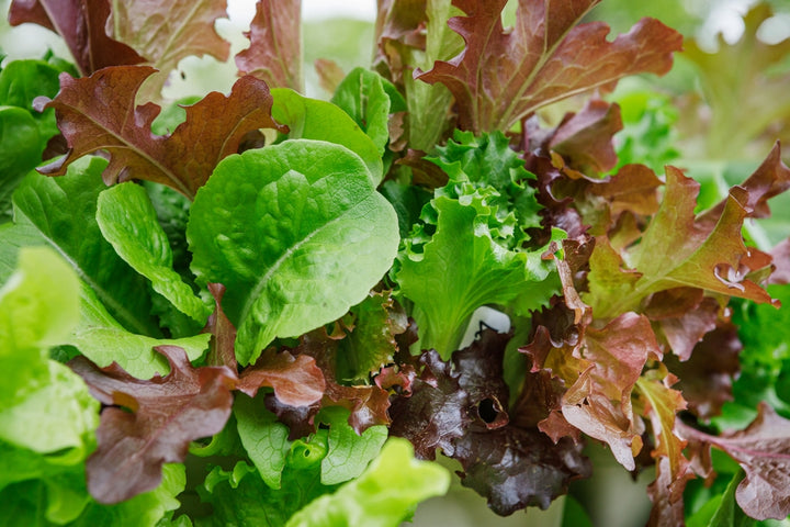Gourmet Mix Lettuce Seeds