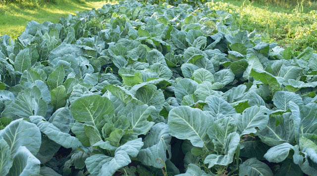 Collard Seeds - Champion Alliance of Native Seedkeepers