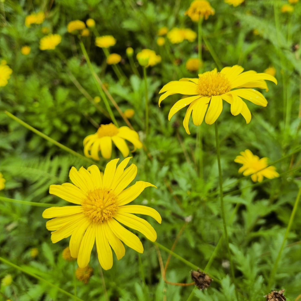 Flower Seeds - Wildflower - Western Pollinator Mix
