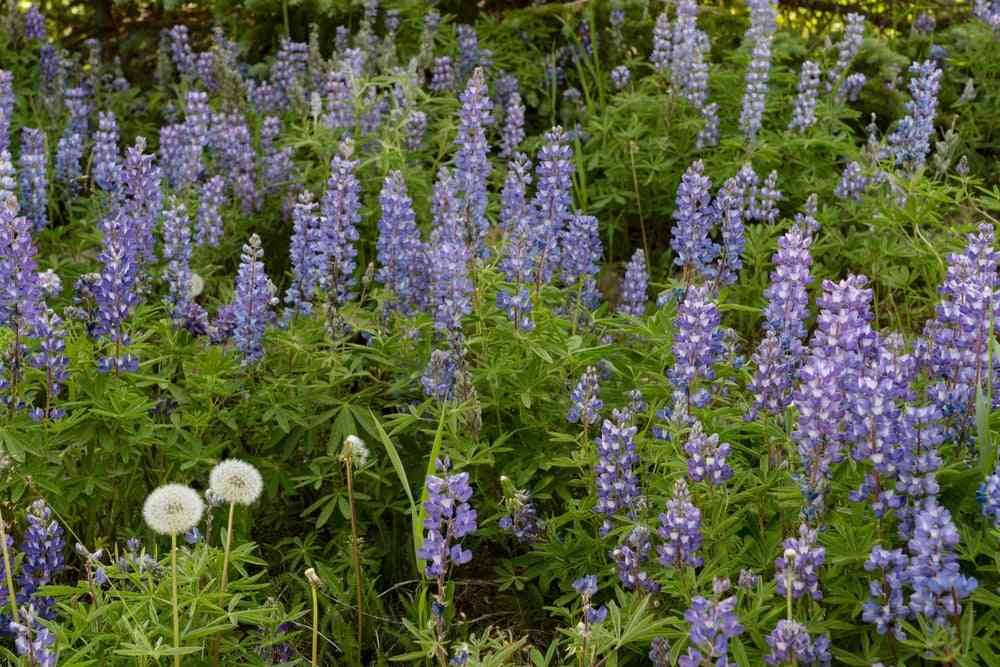 Lupine Seeds - Mountain Lupine