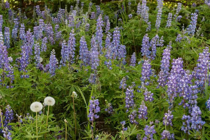 Mountain Lupine Seeds