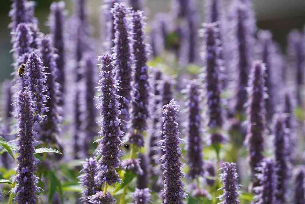 Flower Seeds - Wildflower - Eastern Pollinator Mix