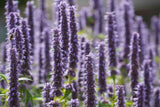Flower Seeds - Wildflower - Eastern Pollinator Mix