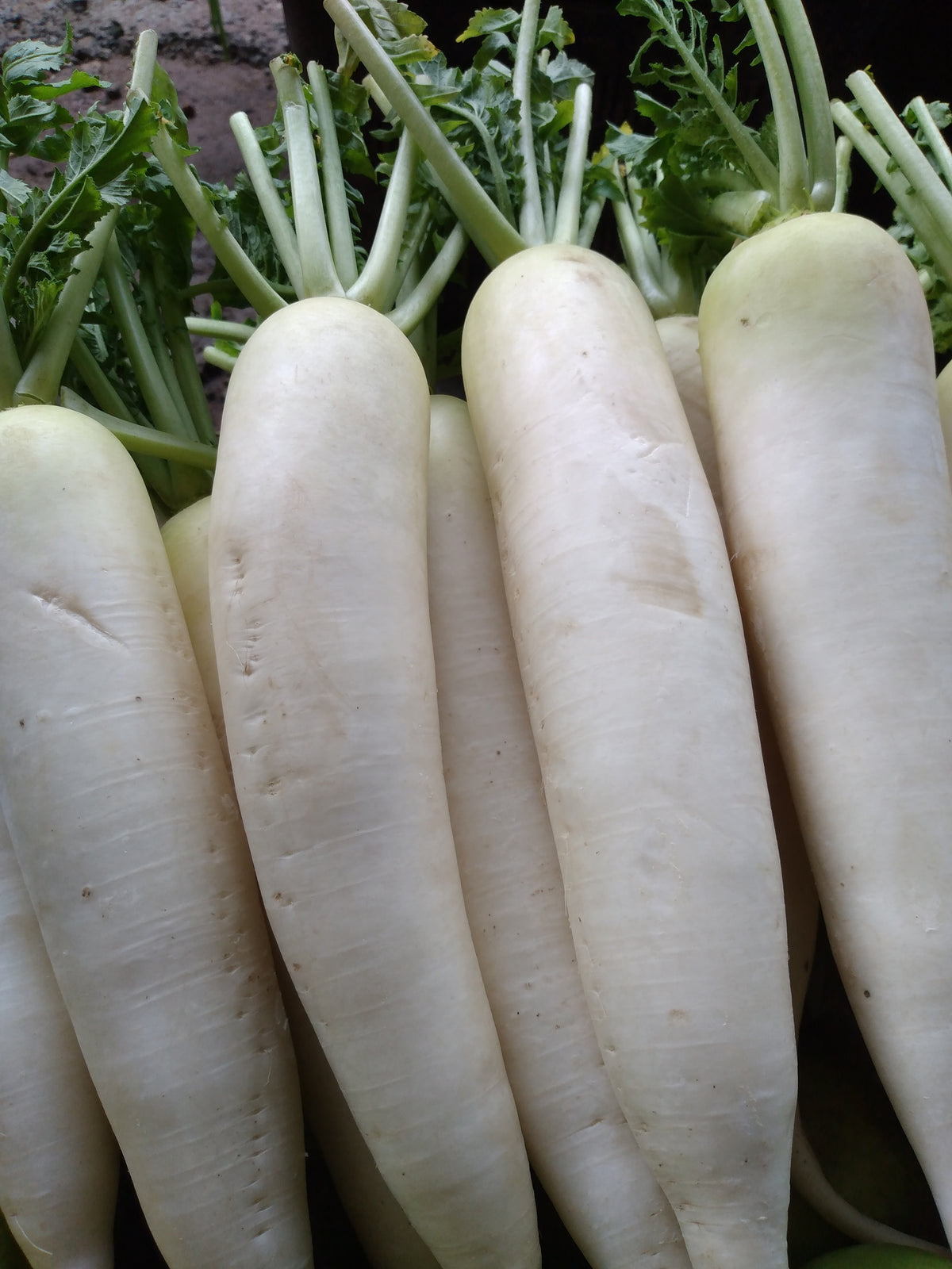 Radish Seeds - China White Winter