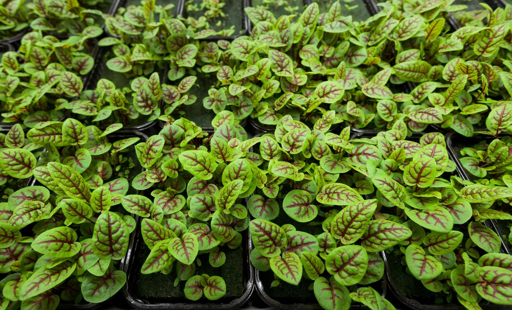 Sorrel Seeds - Red Apache