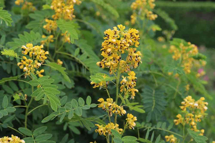 Wild Senna Seeds