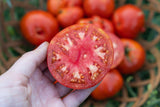 Tomato Seeds - Determinate - Floradade Tomato Standard