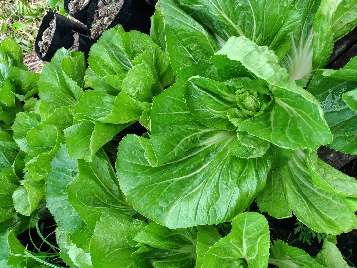 Chinese Cabbage Seeds - Hiroshimana