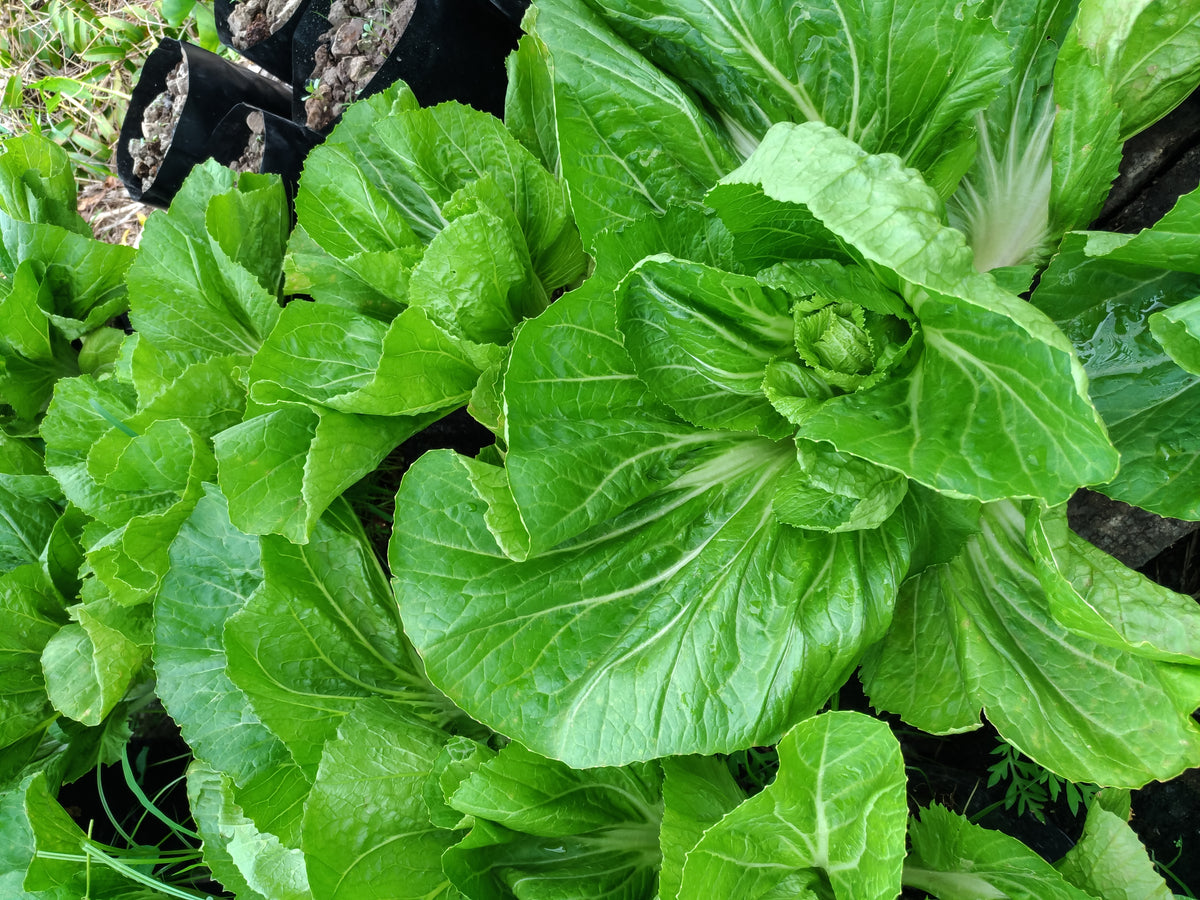 Chinese Cabbage Seeds - Hiroshimana